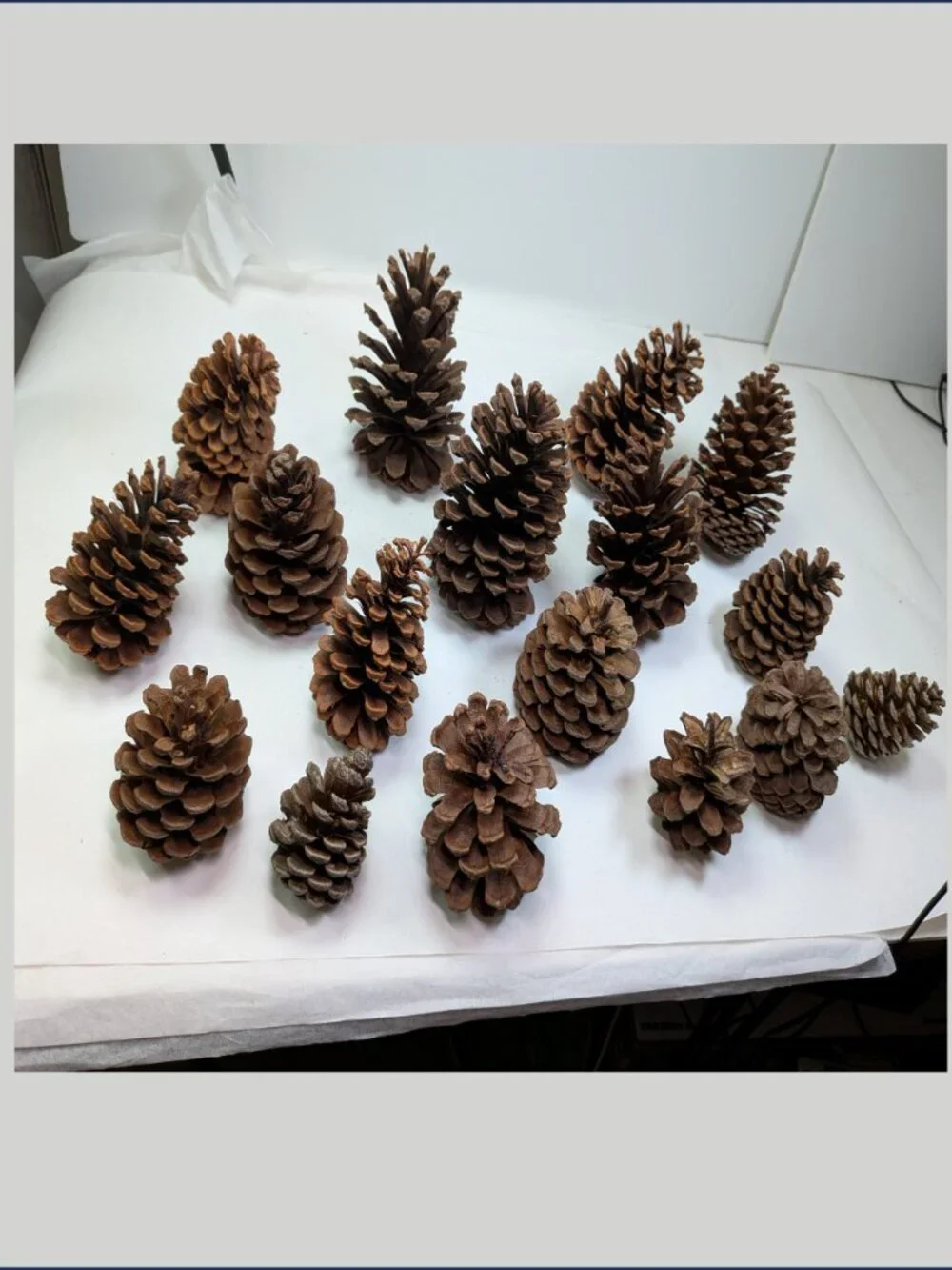 Natural Pine Cones Lot of 17 Assorted 3-4